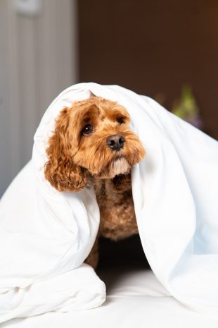 Photo of the hotel Sofitel Philadelphia at Rittenhouse Square: 09 05 2024 sofitel philly 0080